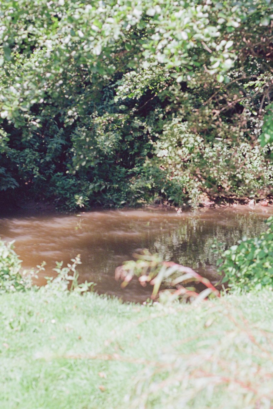 la forêt